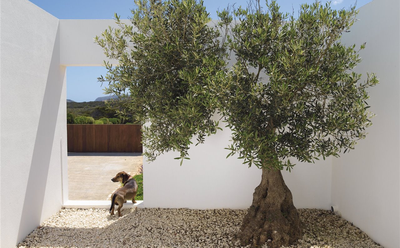 Details 48 árboles para jardín mediterráneo