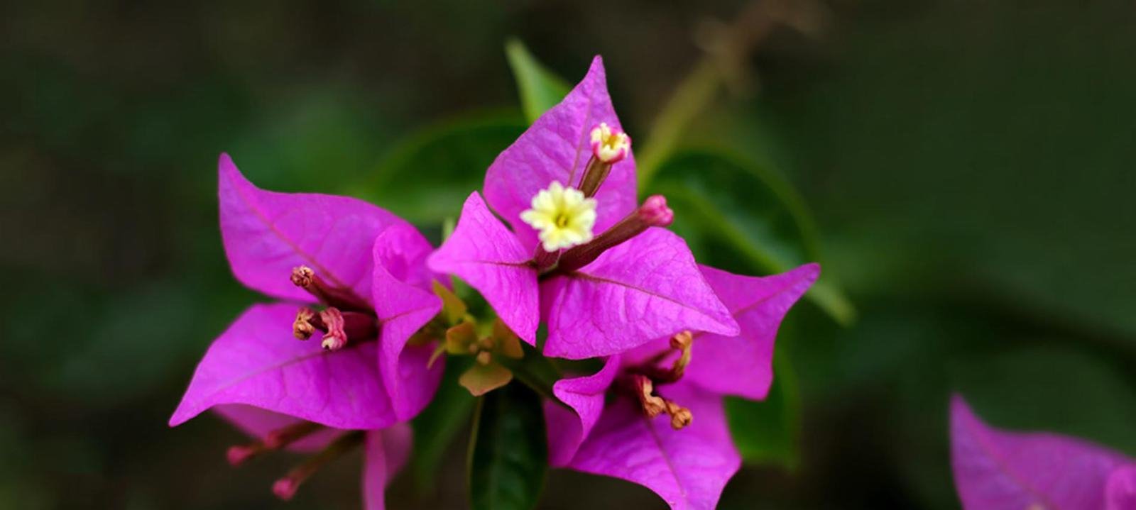 Qué flores regalar dependiendo del mensaje que quieras dar