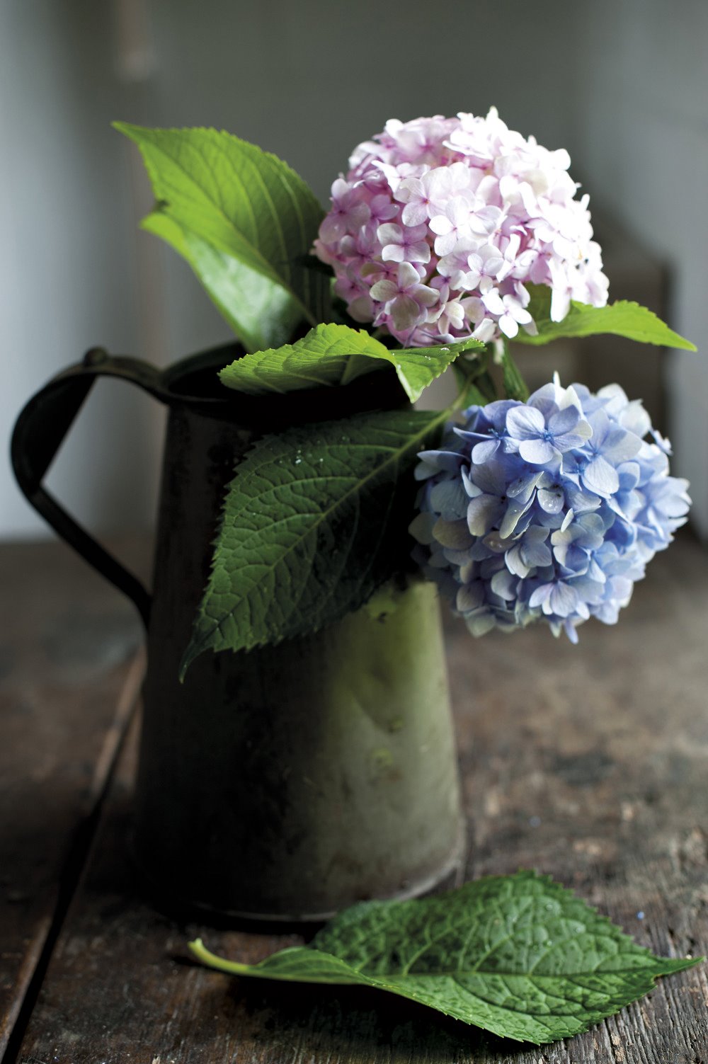 Cómo cuidar tus hortensias y potenciar su color