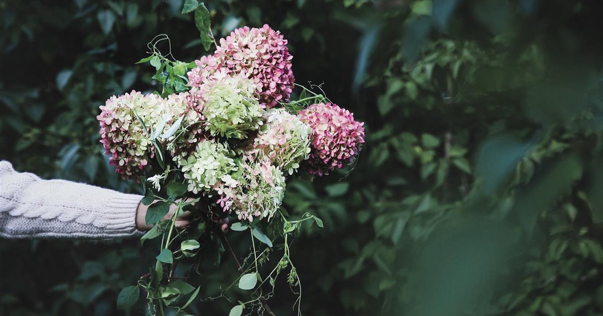 Cómo cuidar tus hortensias y potenciar su color