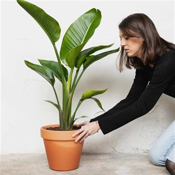 Las 10 Mejores Tiendas Online Para Comprar Plantas